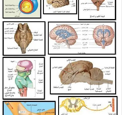 دليل المعلم علوم بكالوريا سوريا 2023 pdf