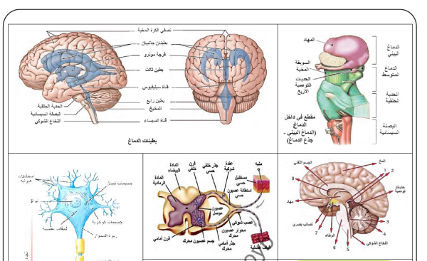 دليل المعلم علوم بكالوريا سوريا 2023 pdf